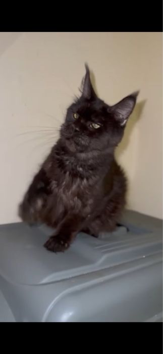 Мейн-кун дівчинка виводиться з розведення