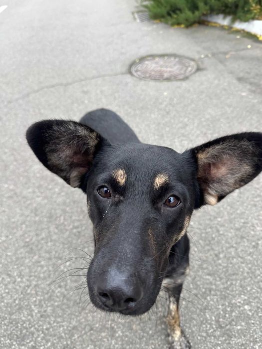 Цуценята шукають дім