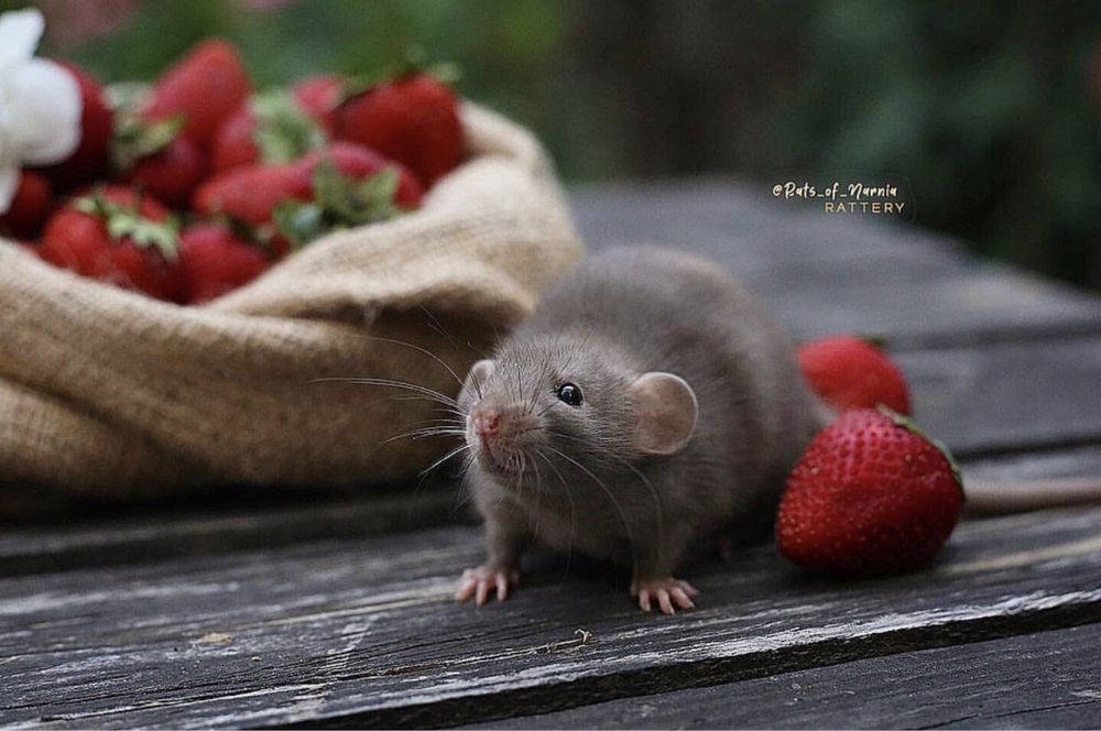 Щурята Дамбо - Крысяьа дамбо
