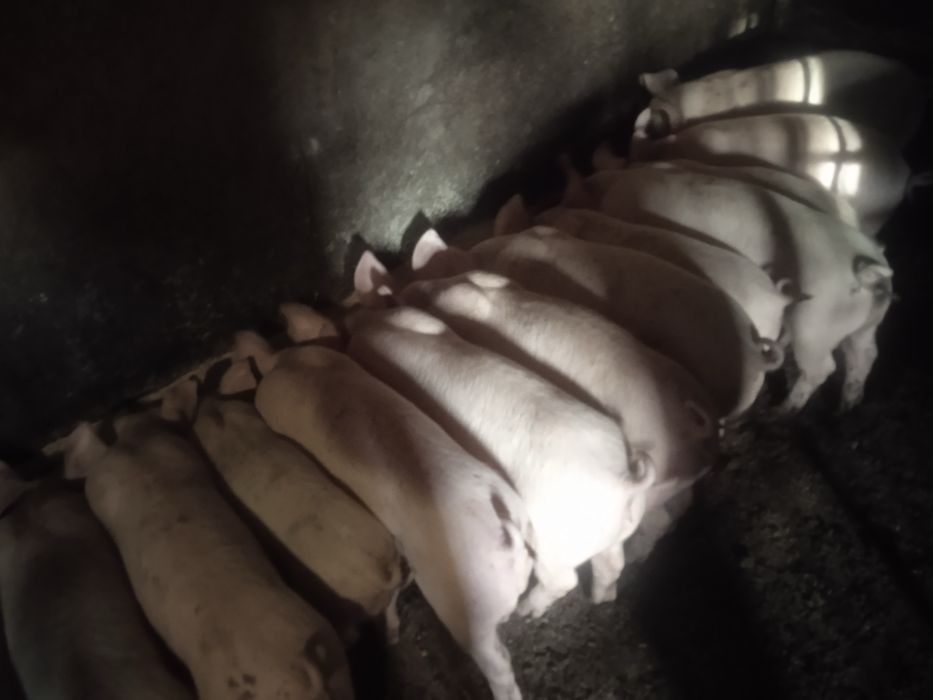 Порясята - трьохпородний гібрид