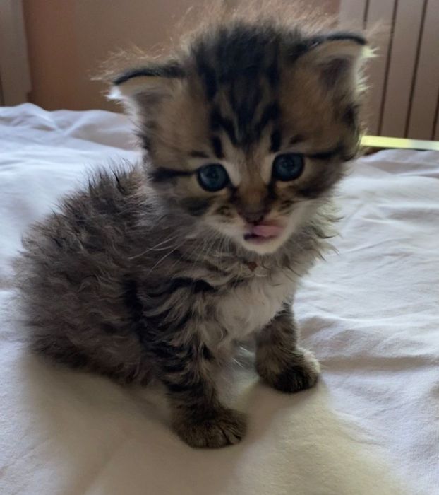 Кошнятко котенок мальчик котята