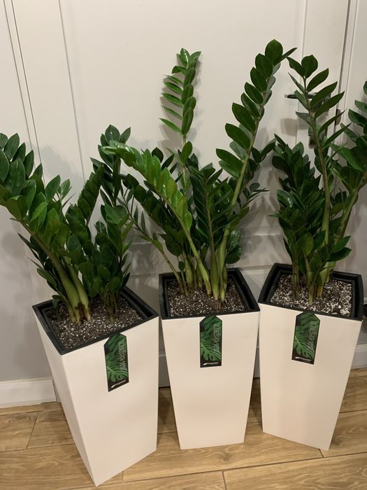 Фікуси різні сорти , в офіс ,  на подарок