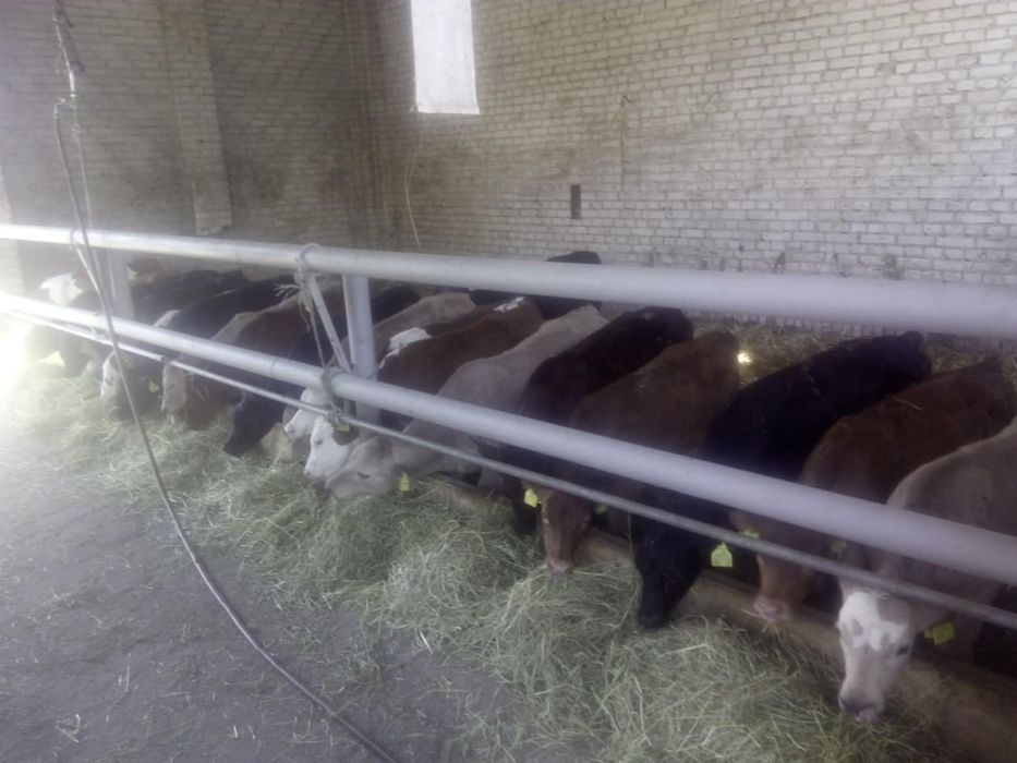 Wygrodzenie dla bydła byków solidne mocne