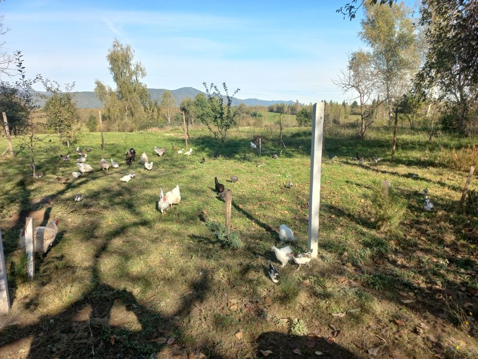 Курчата бентамки карликові чисто кровні (Американка)