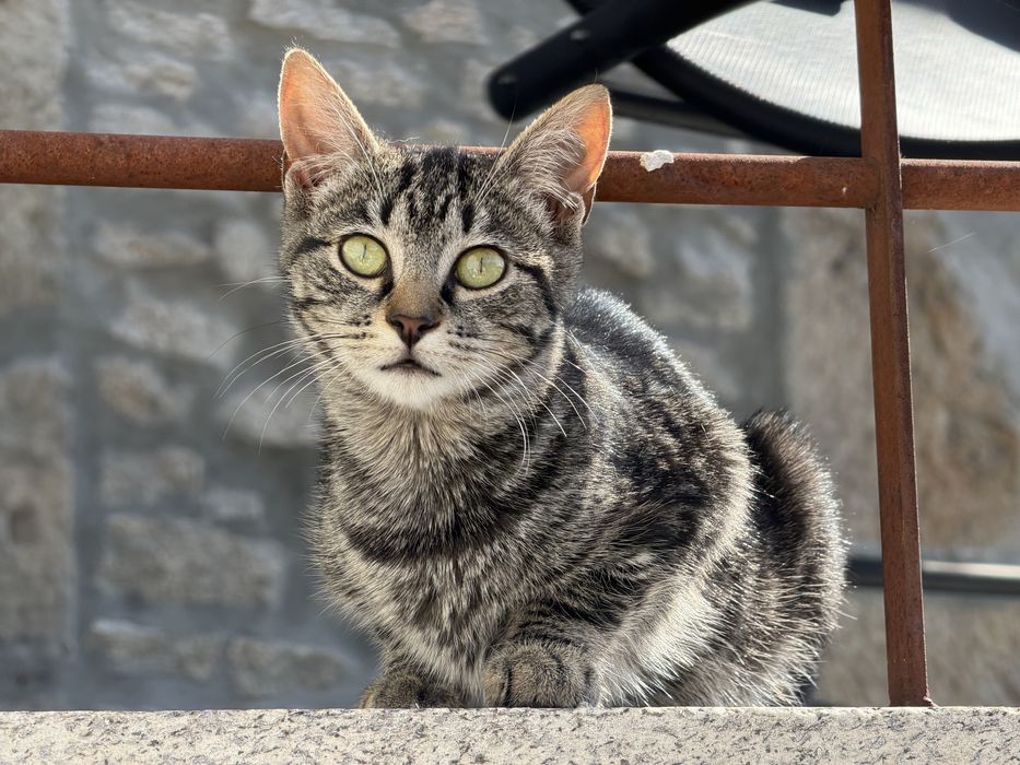 gatas para adocao
