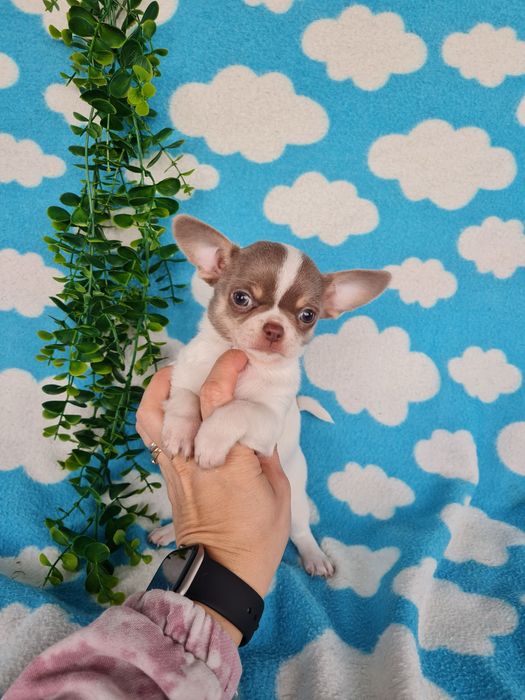 Estupenda mini menina chihuahua/chiuaua de Qualidade,LinhagemRussa