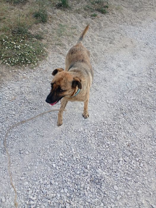 Preciso urgentemente encontrar um novo lar para um cachorro em uma boa família.