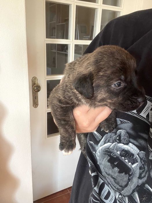 Adoção | 5 Cachorrinhas Arrasado de Fila de São Miguel