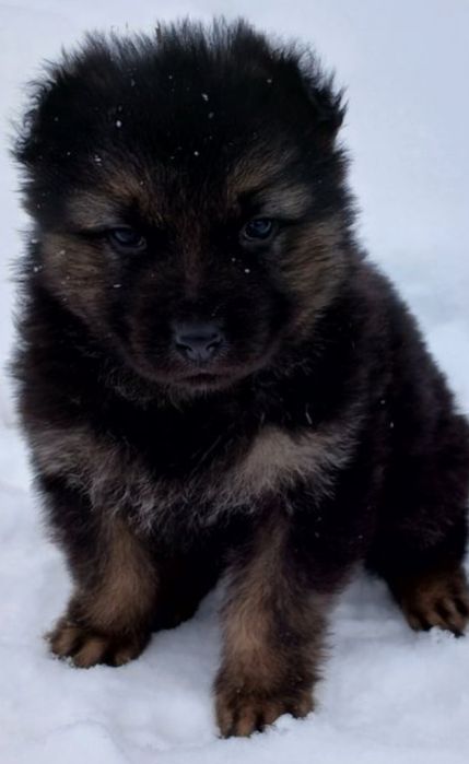 Продам цуценят німецької вівчарки