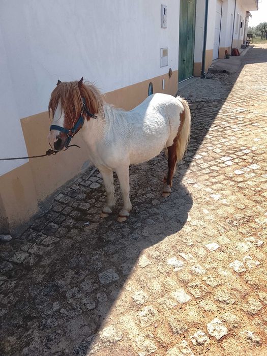 Pônei muito manso 85cm