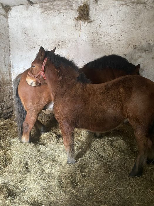 Sprzedam zrebaka zimokrwistego