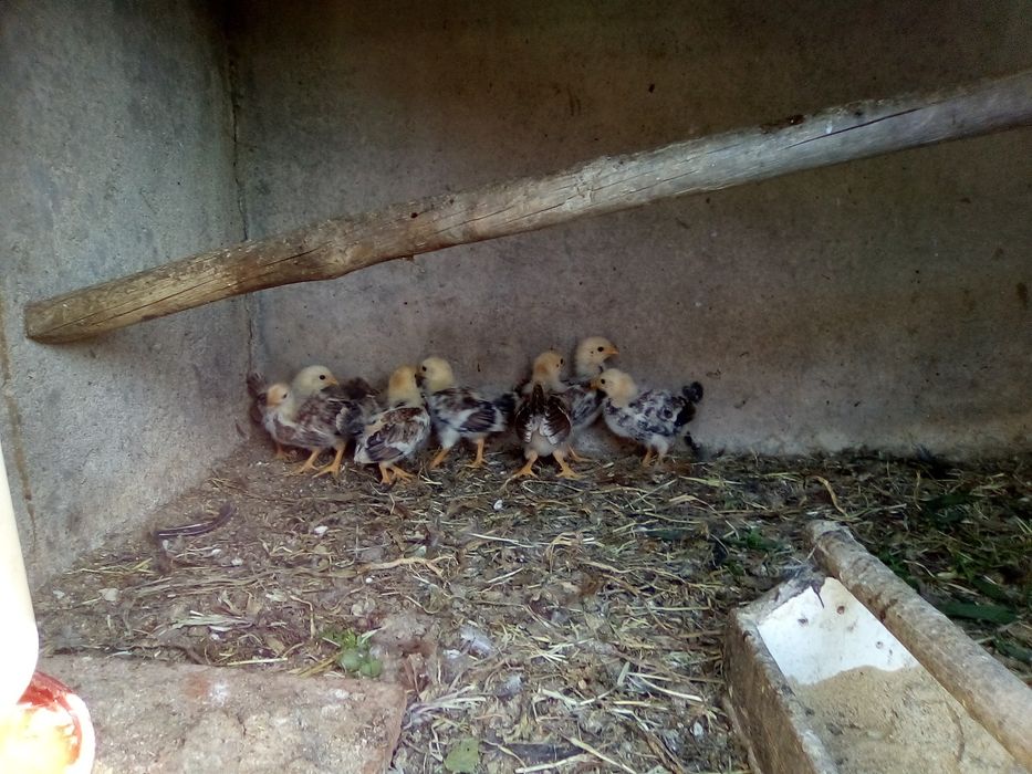 Cokichos de raça e frangos de raça grande