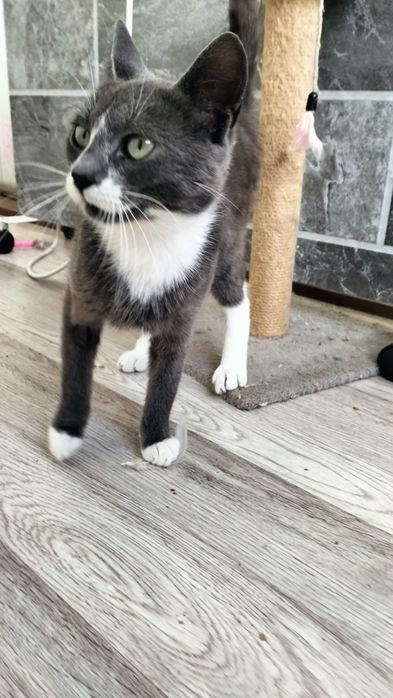 Стерилізована кішечка мріє про дім