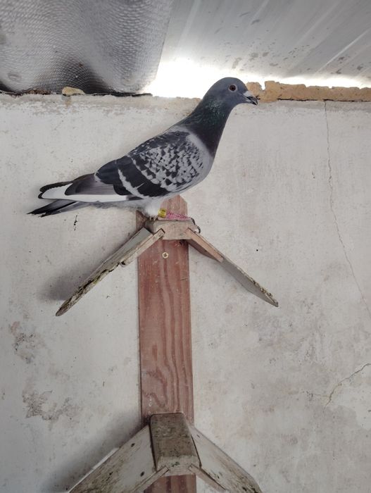 Pombos correios reprodutores