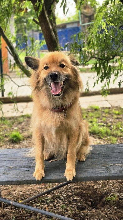 Bouli przepiękny energiczny piesek