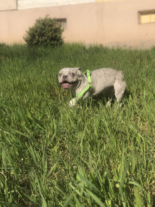 Французский бульдог,вязка