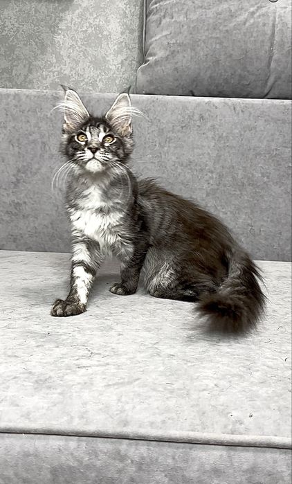 Харизматична дівчинка мейнкун чорний мармур на сріблі