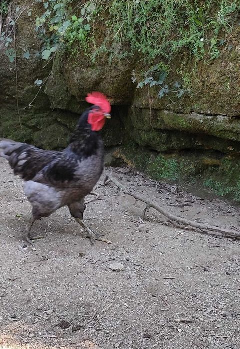 Ovos galados para incubadora