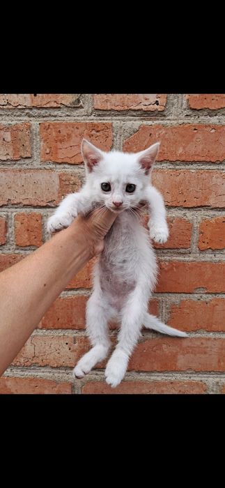 Кошенята котики безкоштовно Мала Виска