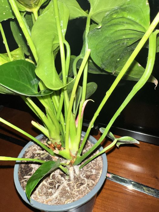 Anthurium Sweet Dreams