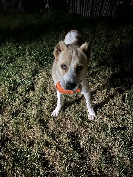 алабай середньо-азійська вівчарка