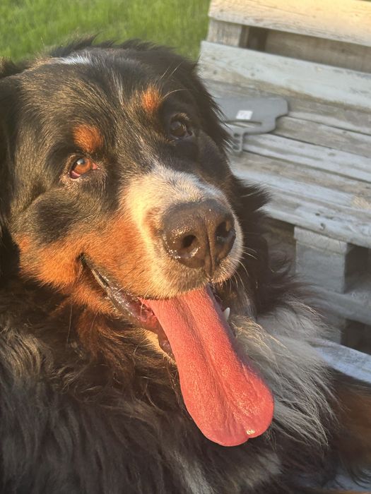 Бернський Зенненхунд шукає наречену