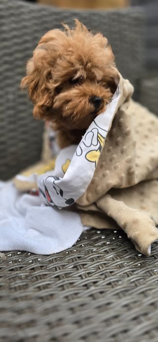 Cavapoo / dziewczynka