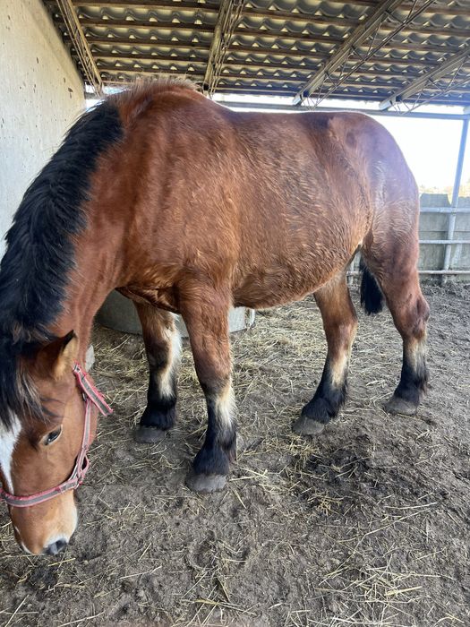 Klacz zimnokrwista źrebna