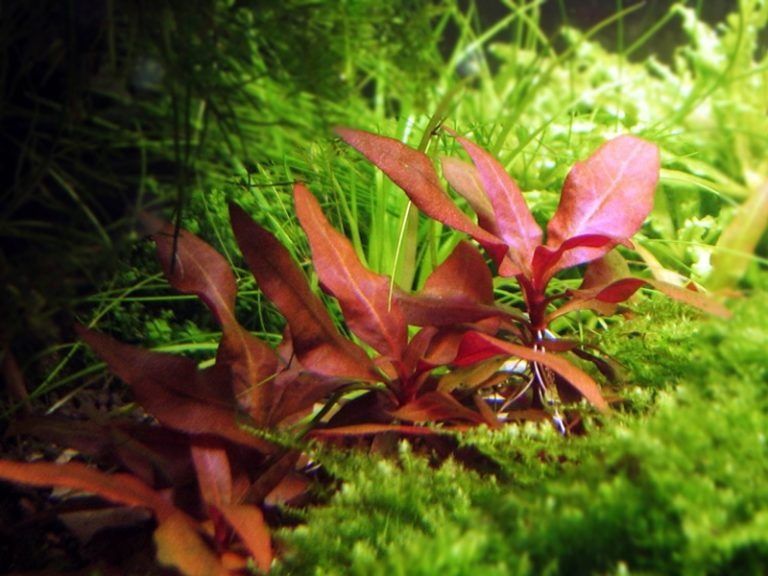 Набір рослин новачкам водоросли