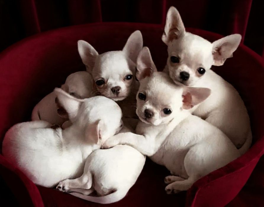 TEDDY śliczny chłopczyk z FCI