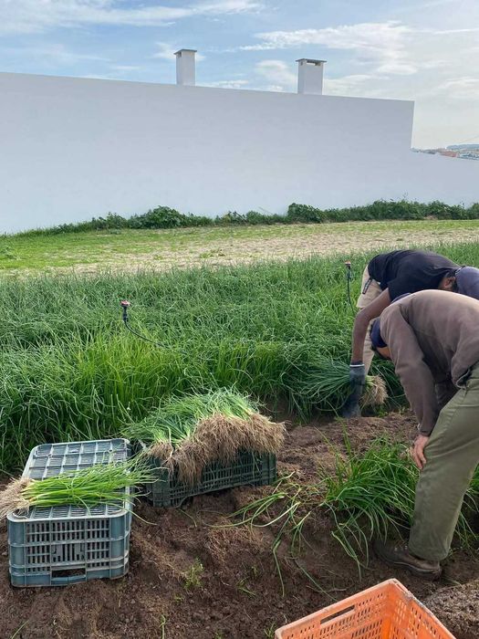 Vende se grades de cebolo para revenda