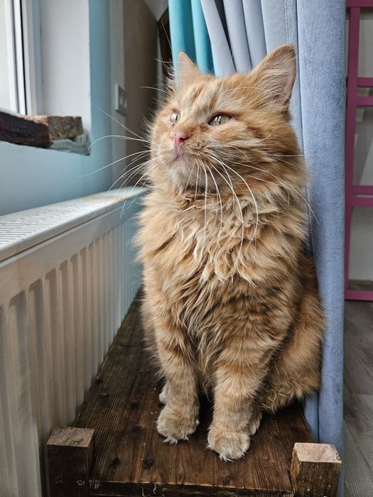 Рыжий кот ищет семью