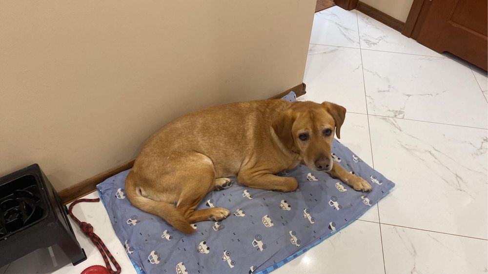 Labrador szuka stałego i kochającego domu
