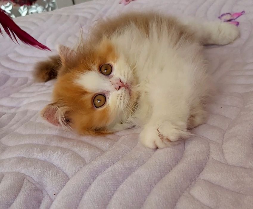 Черепашка цинамонова,очень нежная девочка