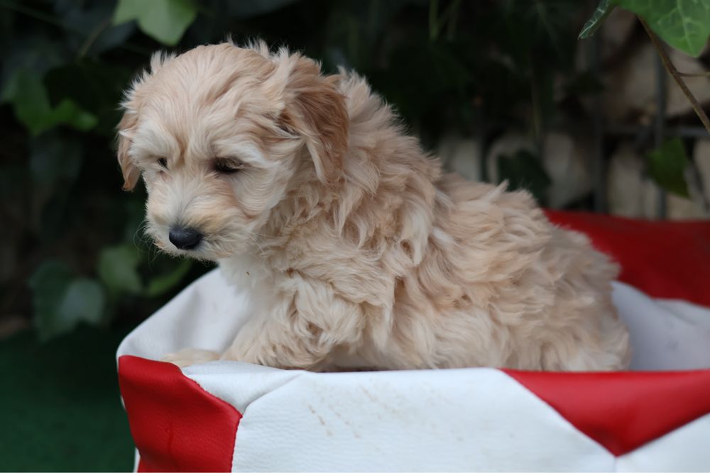 Maltipoo samiec