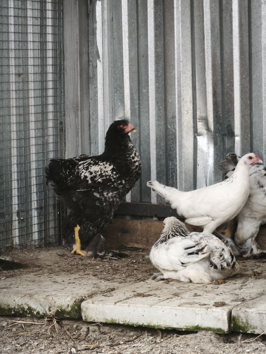 Продам кури та птицю