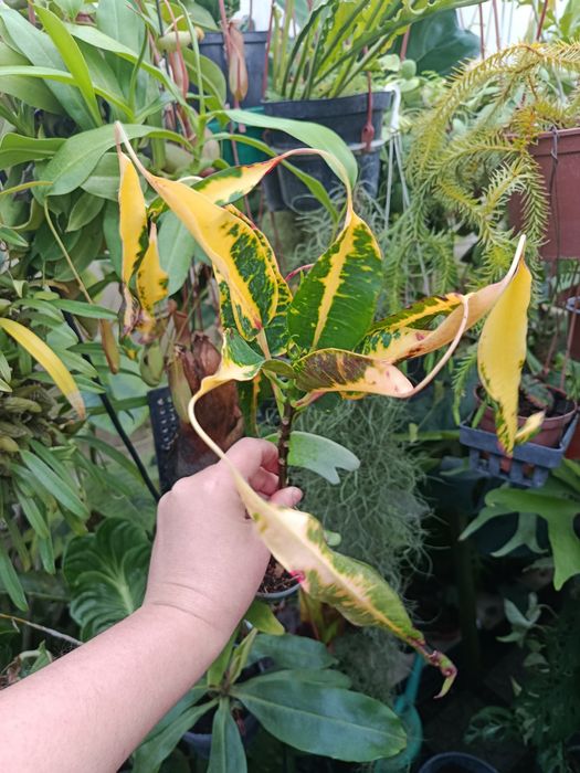 Кротон codieum Glasses