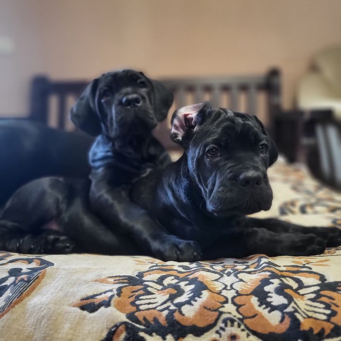 Цуценята Кане Корсо