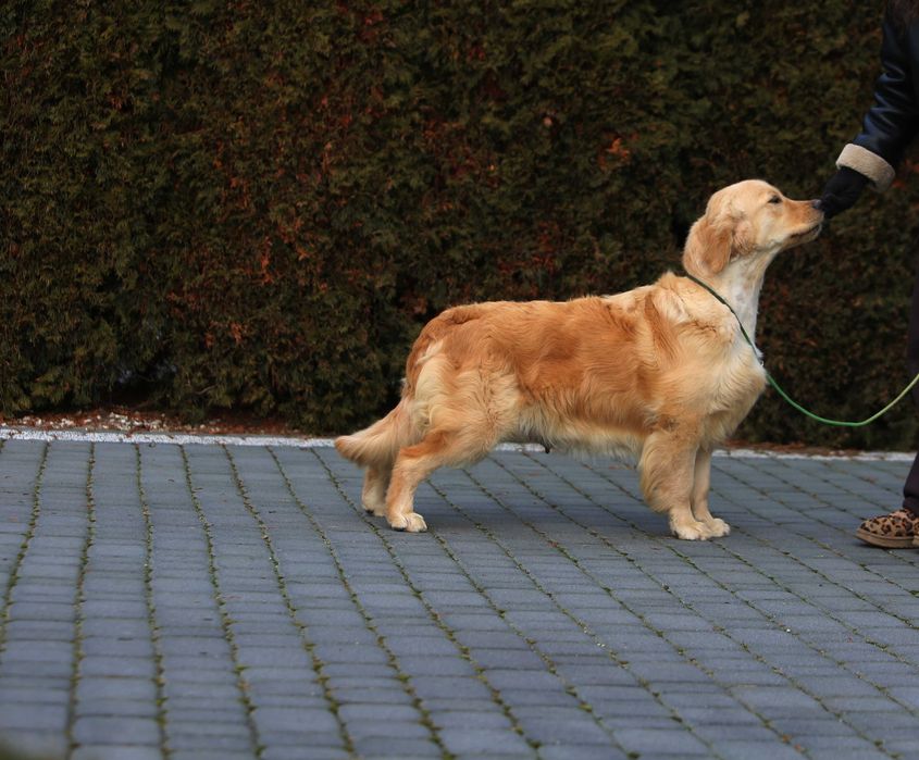 GOLDEN RETRIEVER-złote i ciemnozłote, ZKwP,