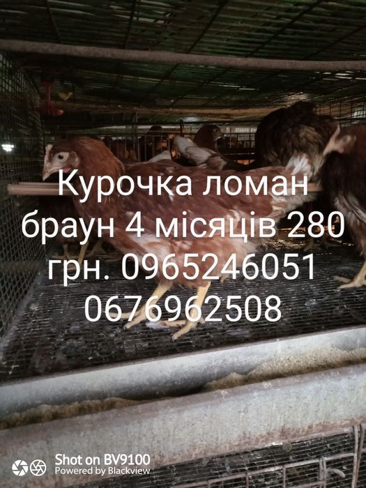 М'ясо яєчка,домінант курочка,ломан браун.