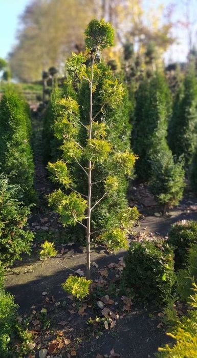 Thuja Thuje Szmaragd Żywotnik Tuja Bonsai Spirala Cyprys Boulevard