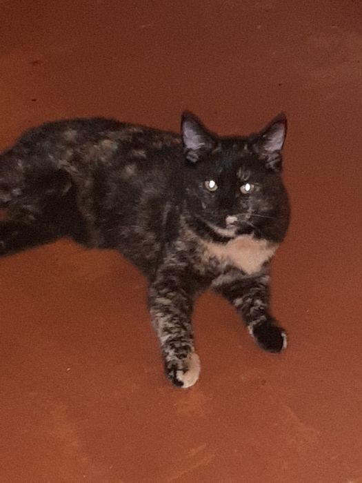 Курильский бобтейл 11 мес,редкий черепаховий окрас,дівчинка 8 міс.