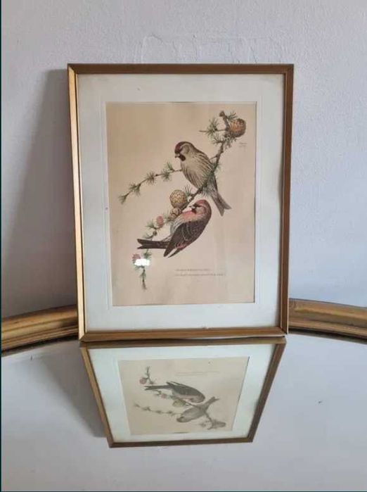 Czeczotki,dwa ptaki,ptaszki,litografia z 1953 r.