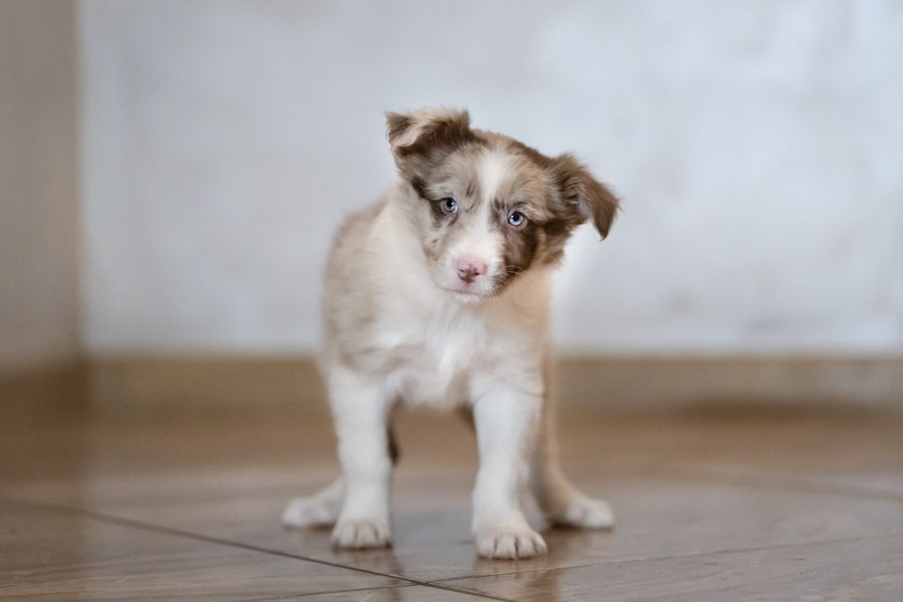 Chłopiec Border Collie red -merle nr 1/badania genetyczne/RTG