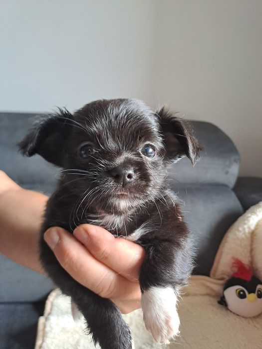 Chihuahua macho pelo comprido