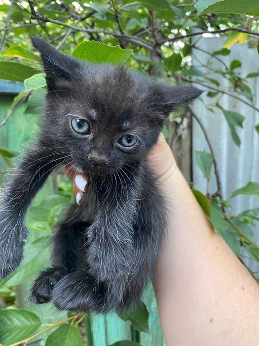 Кошенята шукають родину