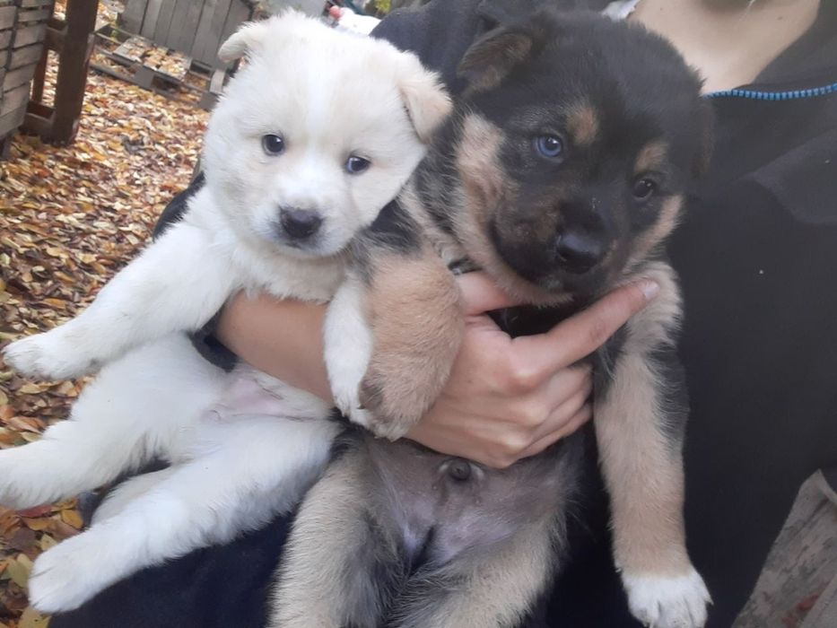 Віддам цуценят в добрі  руки