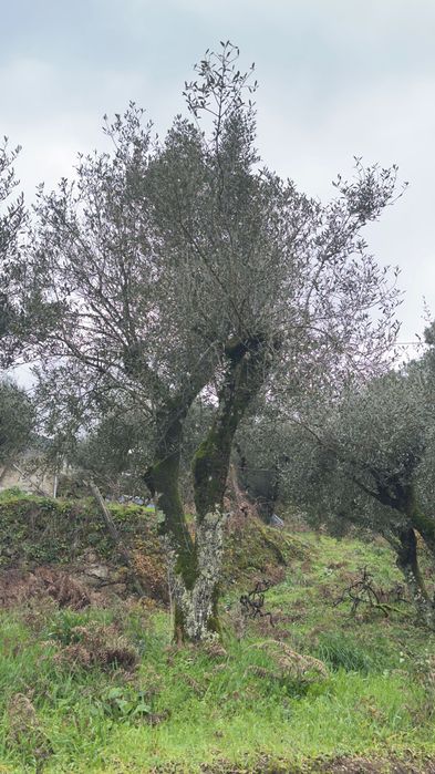 Vendem-se oliveiras maduras, saudáveis e bem desenvolvidas, ideais para jardins, quintas, herdades ou projetos de paisagismo.
