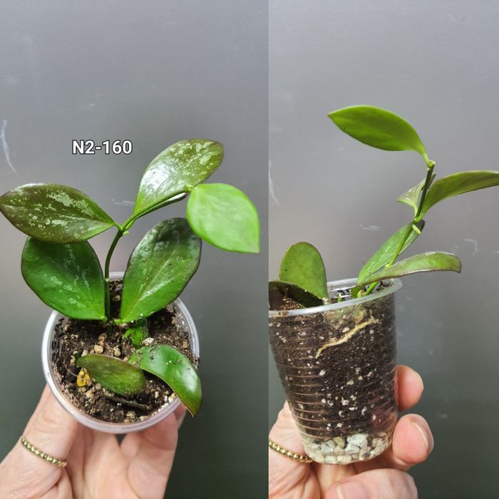 Хойя  Hoya IR-26