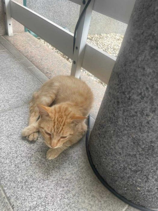 Gatinho com 7/8 meses para adoção